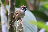 Eurasian Tree Sparrow